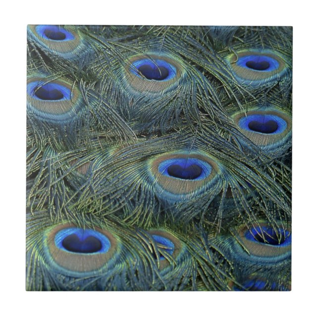 Peacock Feathers Kakelplatta (Framsidan)