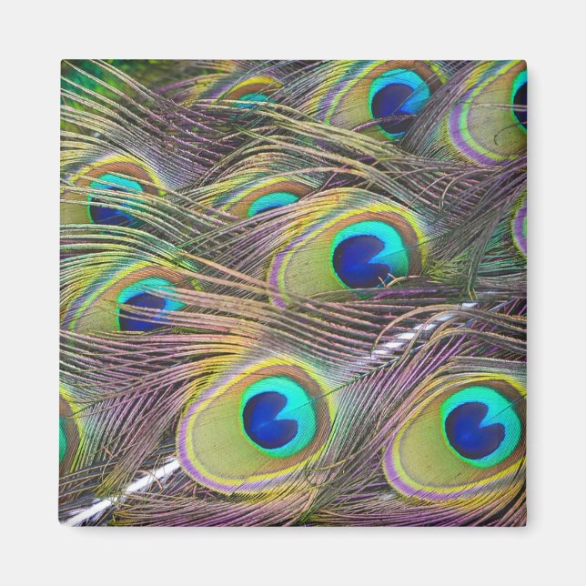 Peacock Feathers Magnet (Framsidan)