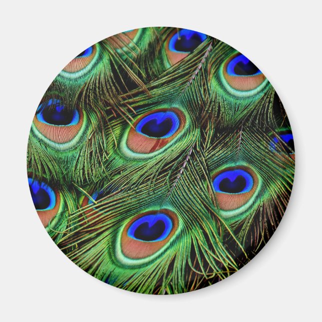 Peacock Feathers Magnet (Framsidan)