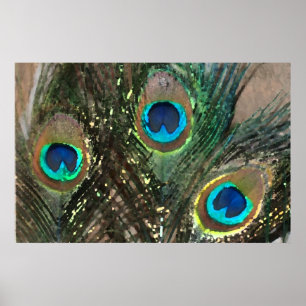 Peacock Feathers med Sten Poster