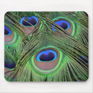 Peacock Feathers Musmatta