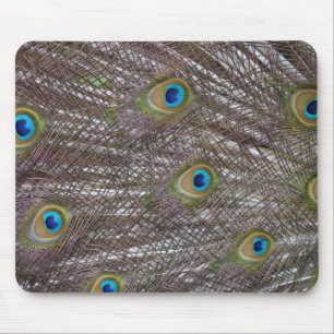 Peacock Feathers Musmatta