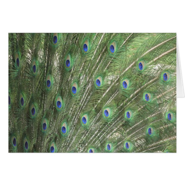 Peacock Feathers OBS Kort (Framsidan Horizontal)