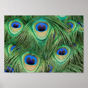 Peacock Feathers - Poster