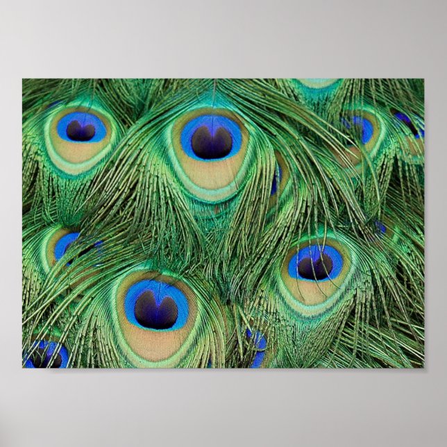 Peacock Feathers - Poster (Framsidan)