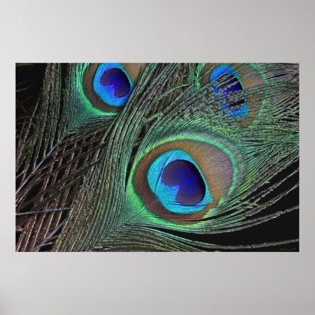 Peacock Feathers Poster - 36x24 - mindre tillgängl (Framsidan)