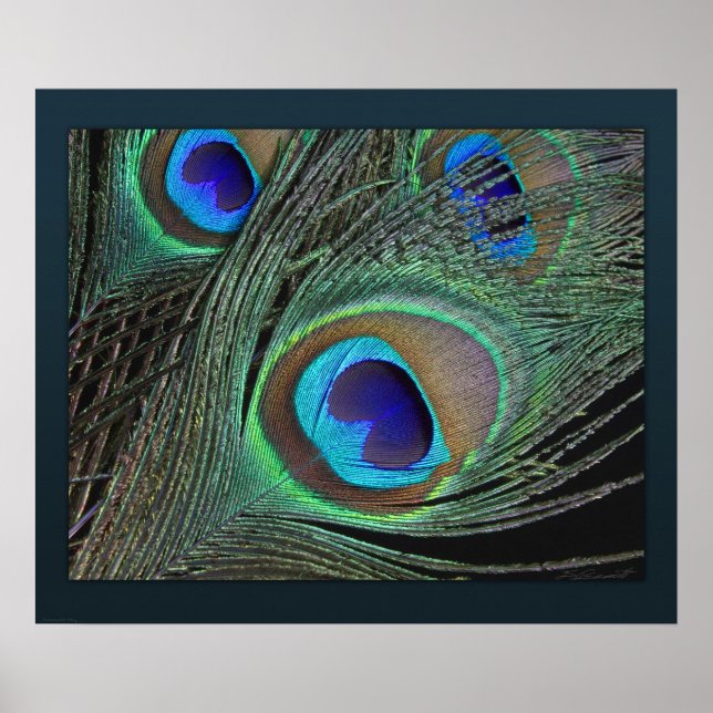 Peacock Feathers Skriv ut -24 x 20 - mindre tillgä Poster (Framsidan)