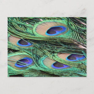 Peacock Feathers Vykort