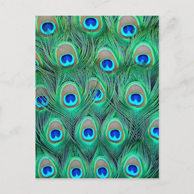 Peacock Feathers Vykort (Framsida)