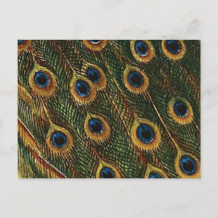 Peacock Feathers Vykort