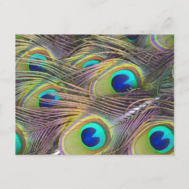 Peacock Feathers Vykort (Framsida)