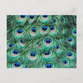 Peacock Feathers Vykort