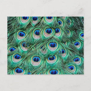 Peacock Feathers Vykort