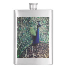 Peacock Fickplunta