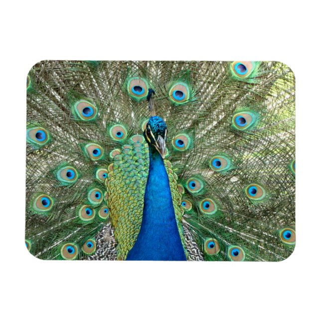 Peacock Flexible Magnet (Horisontell)