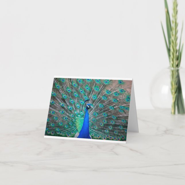 Peacock folded note card anteckningskort (Framsida)