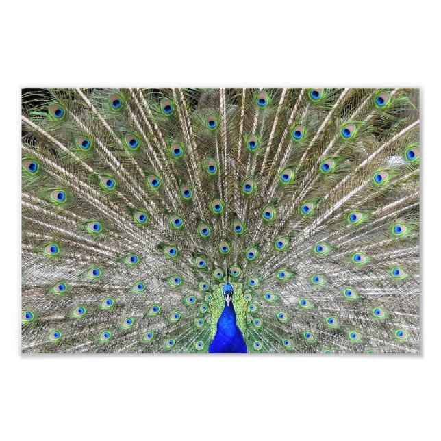 Peacock Fototryck (Framsidan)