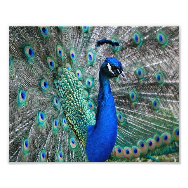 Peacock Fototryck (Framsidan)