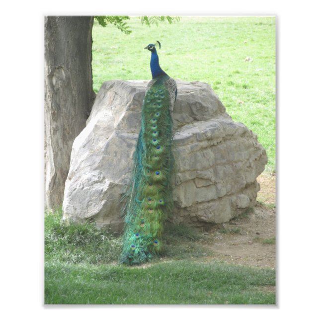 Peacock Fototryck (Framsidan)