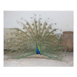Peacock Fototryck