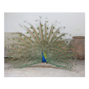 Peacock Fototryck