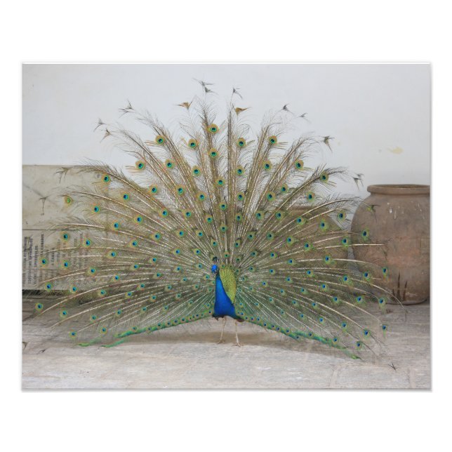 Peacock Fototryck (Framsidan)