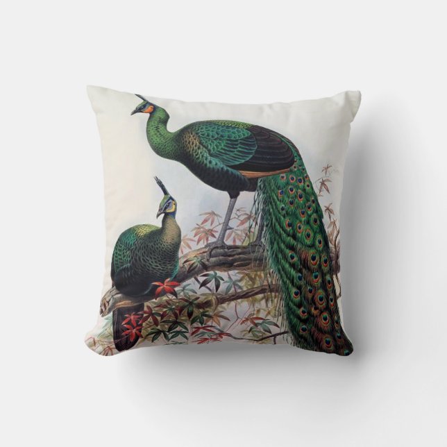Peacock, grönt peafowl pavo muticus 1872 ... kudde (Framsida)