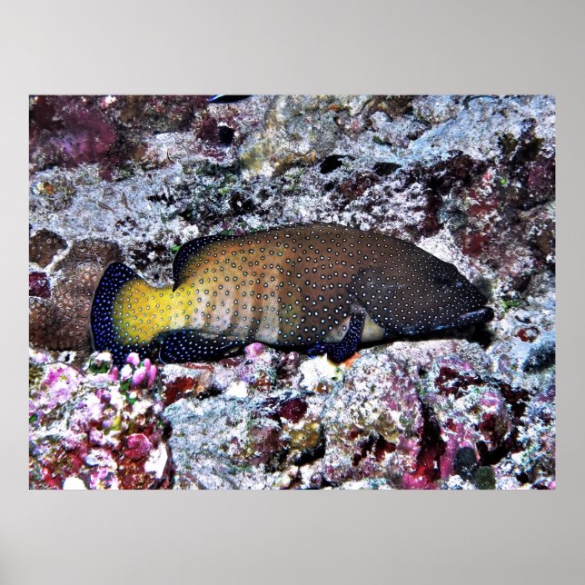 Peacock Grouper Poster (Framsidan)