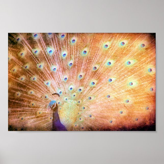 Peacock Grunge Poster (Framsidan)