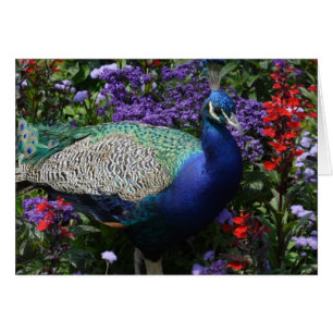 Peacock Hälsningskort