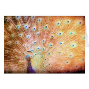 Peacock Hälsningskort