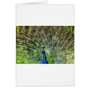 Peacock Hälsningskort