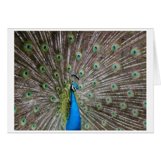 Peacock Hälsningskort