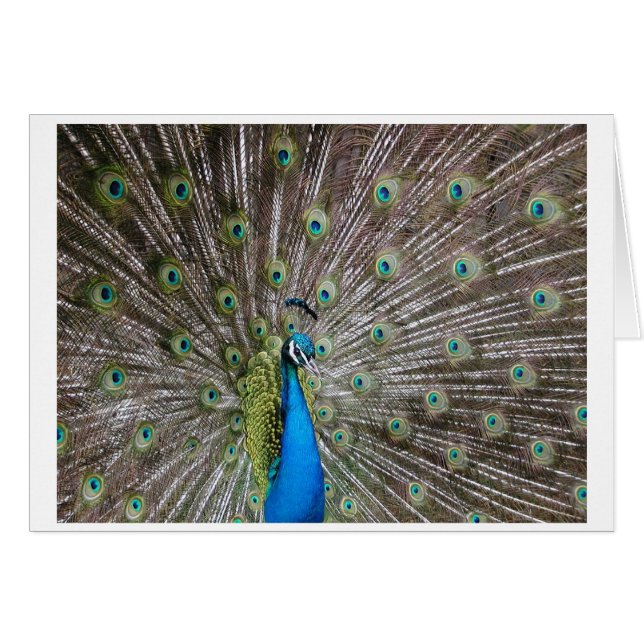 Peacock Hälsningskort (Framsidan Horizontal)