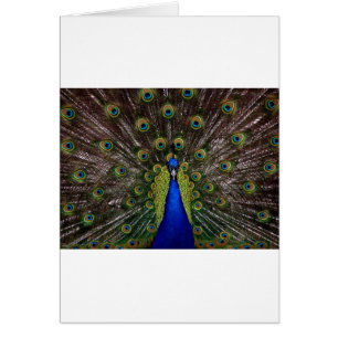 Peacock Hälsningskort