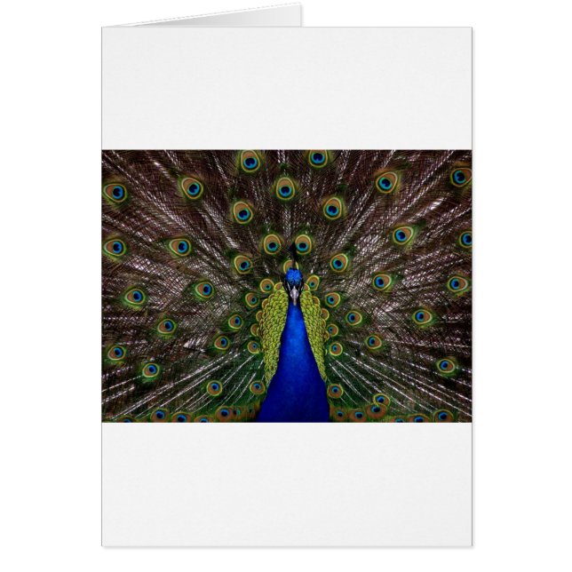 Peacock Hälsningskort (Framsidan)