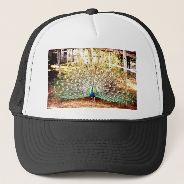 Peacock, Hat Keps (Framsida)