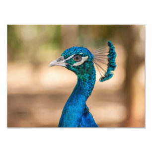 Peacock Head Fototryck