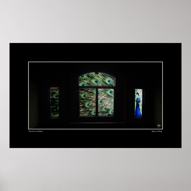 Peacock i en fönsterPoster Poster (Framsidan)