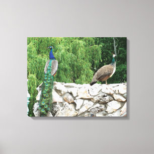 Peacock i ett Garden-fotografi Skriv ut väggkonst Canvastryck