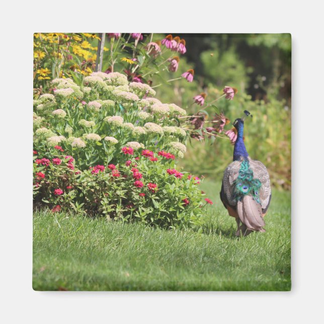 Peacock i Garden magnet (Framsidan)