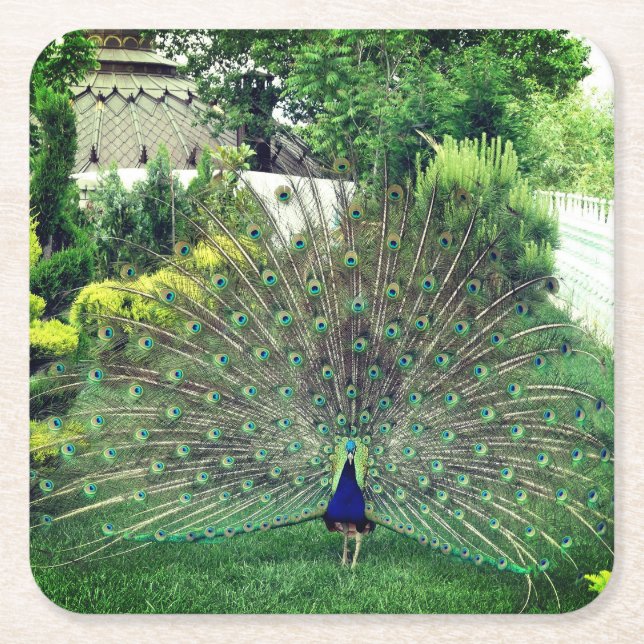 Peacock i Garden Photo Anpassningsbar Square Under Underlägg Papper Kvadrat (Framsidan)