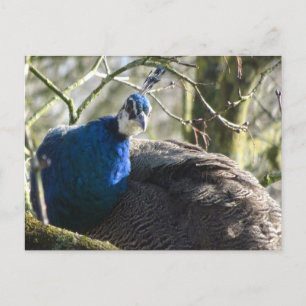 Peacock i Träd DIY-vykort Vykort