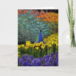 Peacock i Tulips Kort