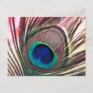 peacock.jpg vykort