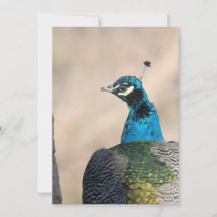 Peacock Julkort