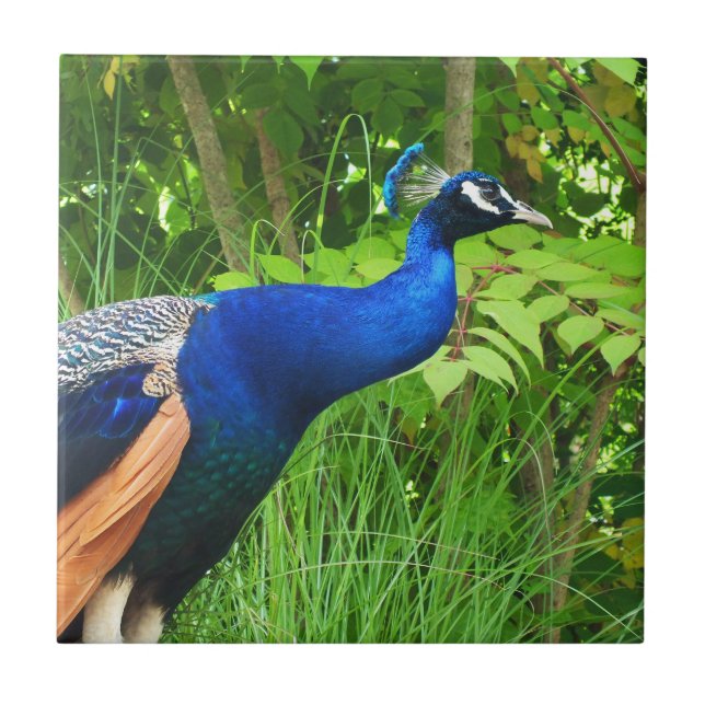 Peacock Kakelplatta (Framsidan)