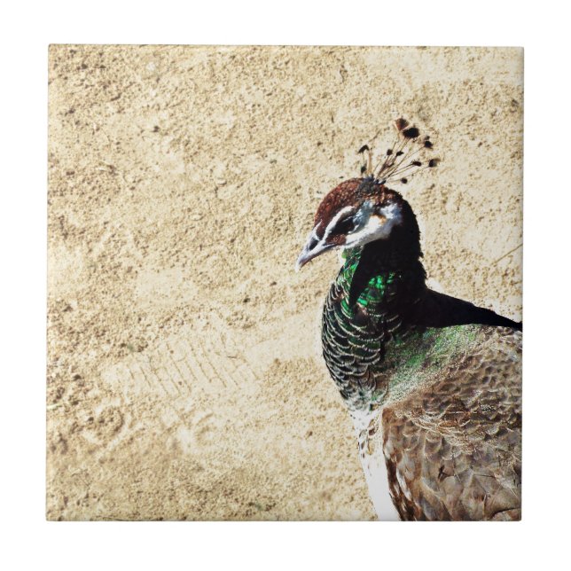 Peacock Kakelplatta (Framsidan)