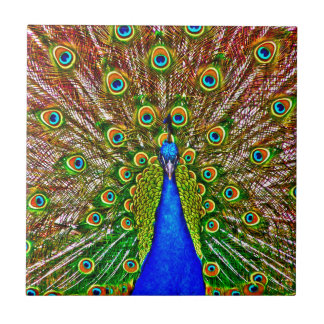 Peacock Kakelplatta