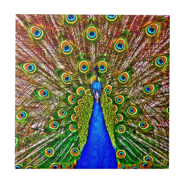 Peacock Kakelplatta (Framsidan)